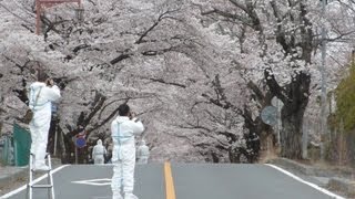 「無人の町」で桜満開 原発警戒区域の富岡町