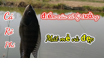 Một ngày câu cá giải trí, câu cá rô phi dính cá quá nhiều đem về chiên giòn / fishing in Vietnam