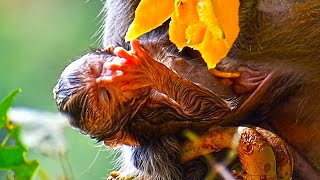 Tiny baby monkey Khaleo is 4 days old but wants to eat | Cute Wildlife Park