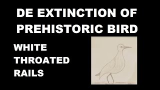 Bringing Back Extinct Species Of Bird Naturally . De Extinction Of White Throated Rails Birds 2020