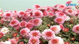 Cultivation of Chrysanths flowers | Best Practices | Paadi Pantalu