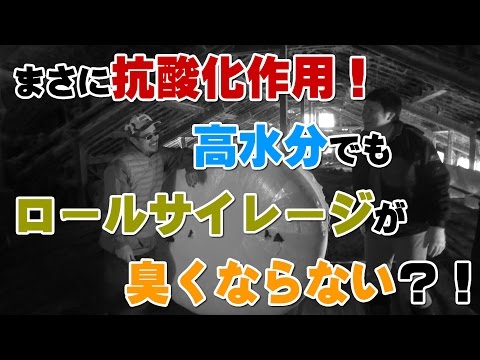 まさに抗酸化作用!高水分でもロールサイレージが臭くならない?!