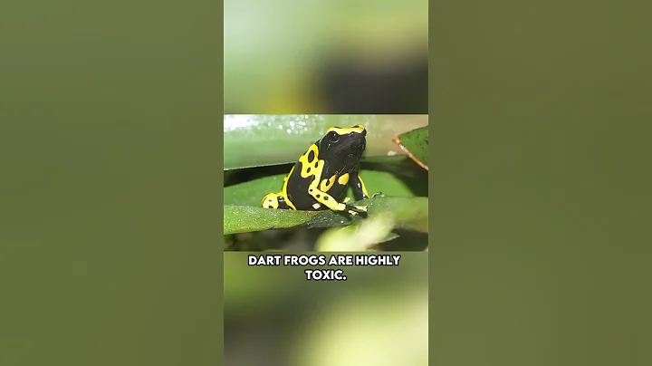 Poison Dart Frog | You Shouldn't Touch These Frogs Because of This