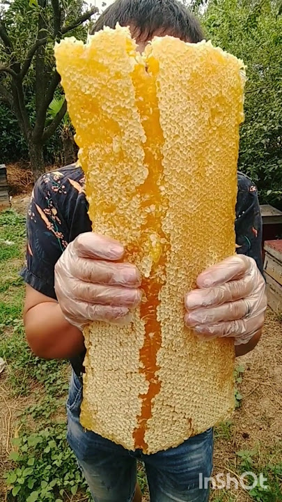 Giant Honeycomb Full of Pure Honey 🍯🔥 | Nature’s Sweetest Treasure! #honey #shorts #honeybee #viral