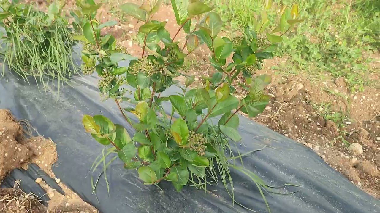 Aronyalarımızın meyve tutumu başladı.