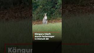 Mysterium im Aargau: Känguru hüpft durch Schweizer Ferienlager! 🦘