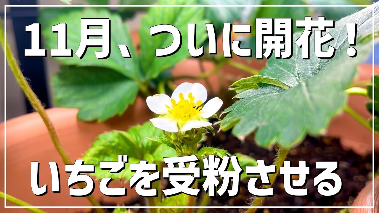 Indoor Cultivation] #3 Cultivating Strawberries for a Christmas