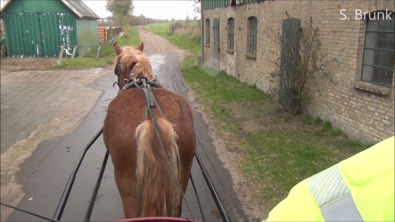 Kutschpferd Schleswiger zum Verkauf