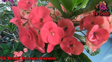 Cách Chăm Sóc, Sang Chậu, Thay đất, Thêm Phân Cho Cây Bát Tiên Hoa Đỏ / How To Grow Euphorbia Milii