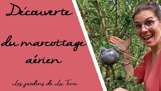 Marcottage aérien - les Jardins de La Tine