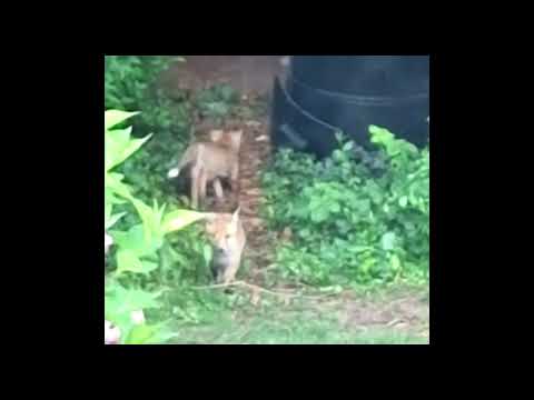 Fox Cubs 🦊 in the Garden!