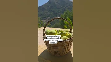 Picking Figs In Lemsella A Taste Of Childhood Nature And Sweetness 