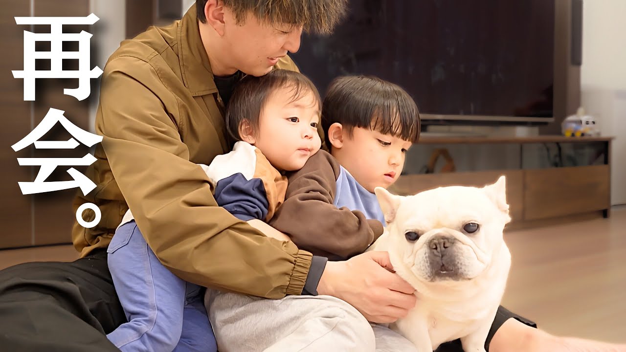 The French Bulldogs and their brothers desperately fighting over