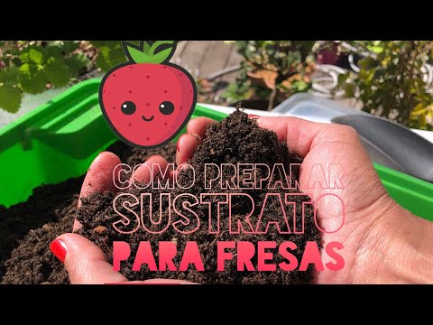 Video: Fresas De Jardín (21 Fotos): Descripción De Tallos Y Bayas, Familia. La Estructura De Las Fresas Para Una Residencia De Verano Y El Nombre Latino. ¿Después De Cuántos Años Da Fruto