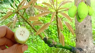 Best Natural Banana Hormone For V Mango Tree Grafting | Grafting Fruit Tree