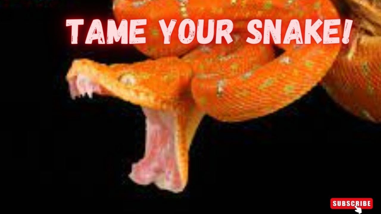 9 Ways On How To TAME SNAKE Snakes Discovery Channel (Documentary) YouTube