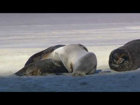 Wildlife