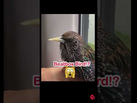 🙀Beatbox Bird⁉️@inkydragon