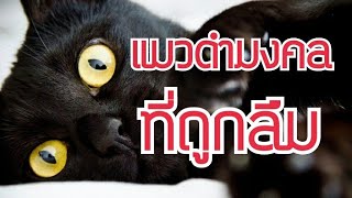 แมวดำมงคล...ที่ถูกลืม | Cat story