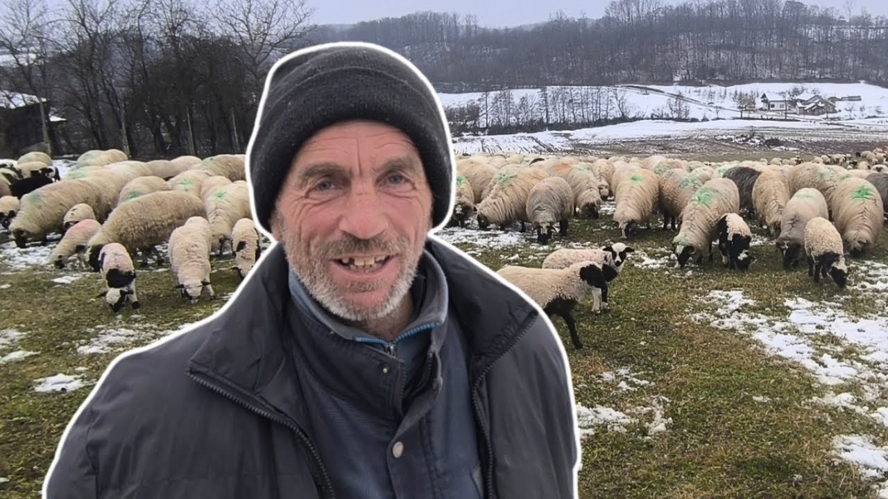 Čoban Neđo čuva hiljadu ovaca: 