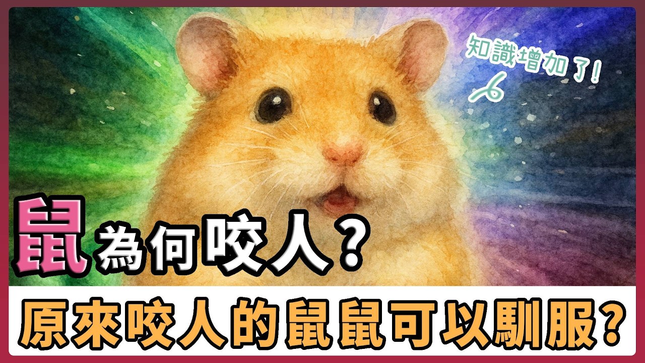 鼠鼠咬人怎麼辦？常見原因與改善方式。 最強排雷計畫：馴服兇悍鼠！【不踩雷養鼠攻略】