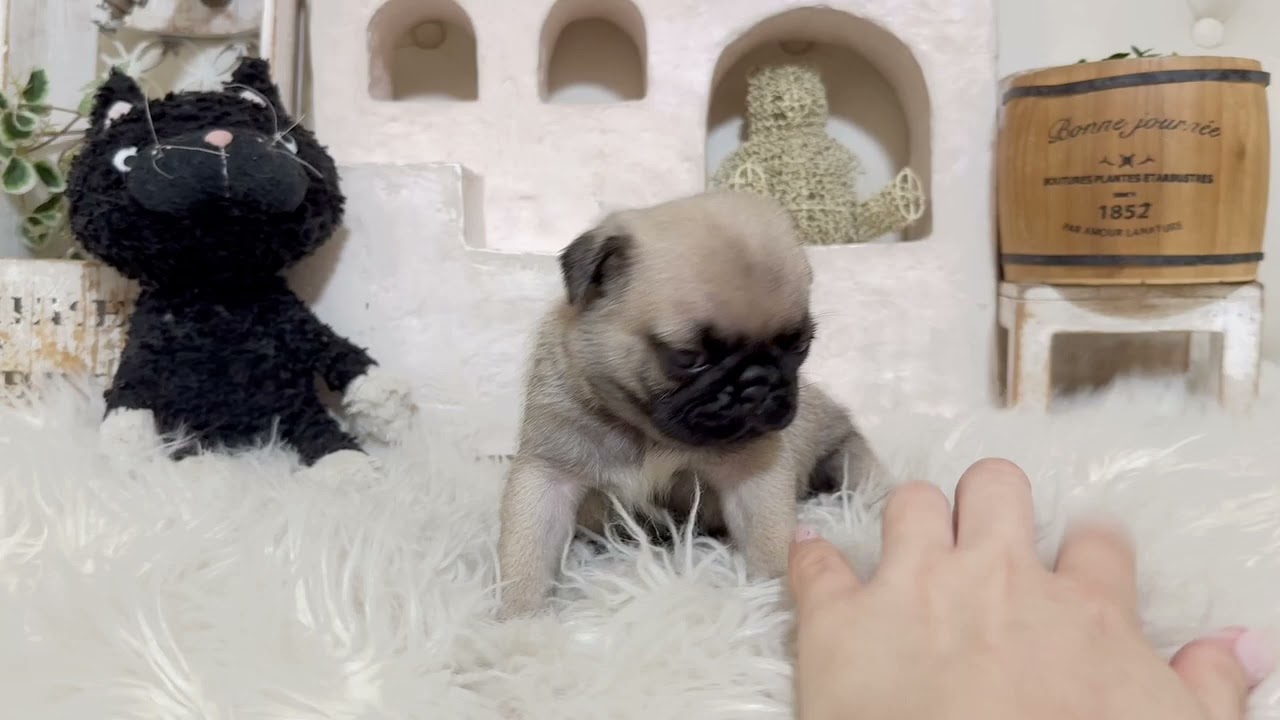 パグパグちゃんさん専用 パグ【佐賀県・男の子・2025年6月15日・フォーン】ぶさかわパグ