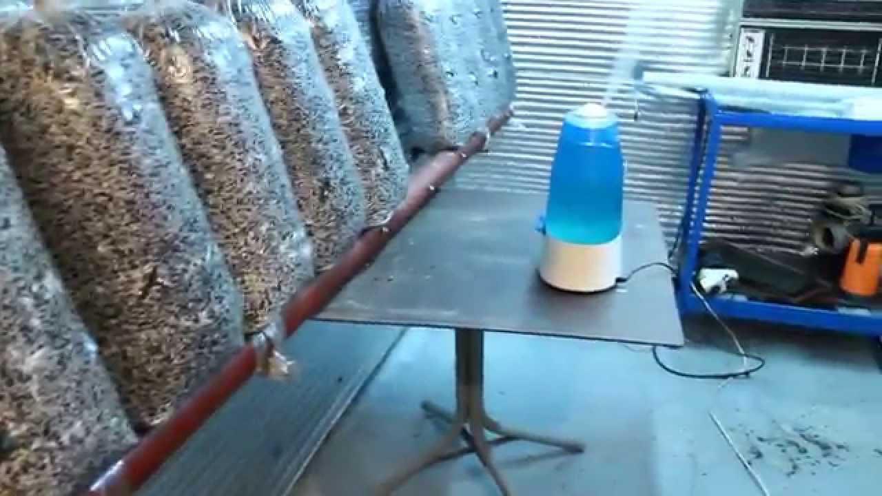 Вешенка Камера проращивания БЛОКА!