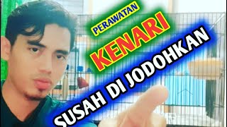 PERAWATAN KENARI SUSAH JODOH ?? #Langkahke4