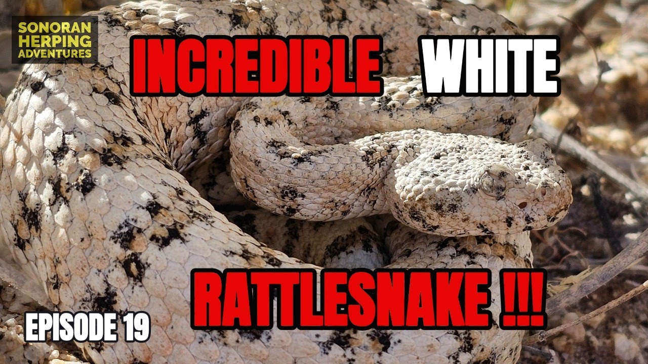 White Rattlesnakes in Arizona? Herping for Specked Rattlesnakes - Ep 19 ...