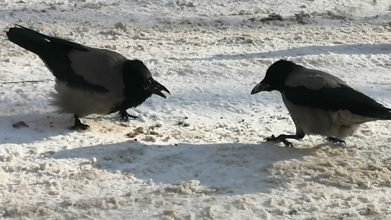 Loud dispute between 2 crow families / Шумные разборки двух кланов ворон 