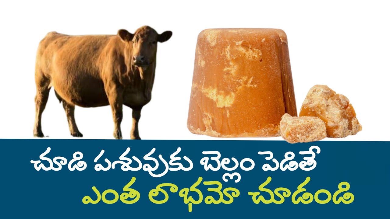 చూడి పశువుకు బెల్లం పెడితే ఎంత లాభమో చూడండి feeding jaggery to pregnant