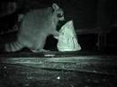 Benny the raccoon eating french fries