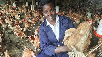 How to check for laying and non laying birds in your poultry farm.