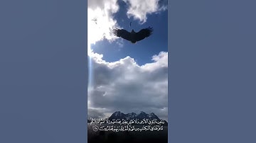 اجمل حالات واتس اب دينيه// قراءه مؤثرة// احمد العجمي تلاوة مبكيه