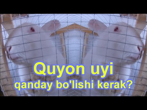 Video: Uyda Quyonni Qanday Saqlash Kerak