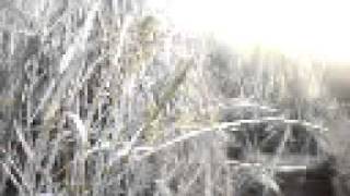 VID0042.3GP