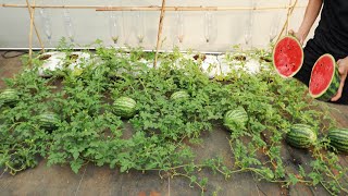 The secret to growing watermelons in recycled sacks for big fruits - Drip Watering from a Bottle