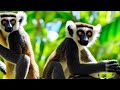 Explorando el fascinante mundo de los lmures en madagascar