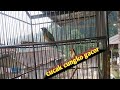 suara cucakcungko cocok buat masteran
