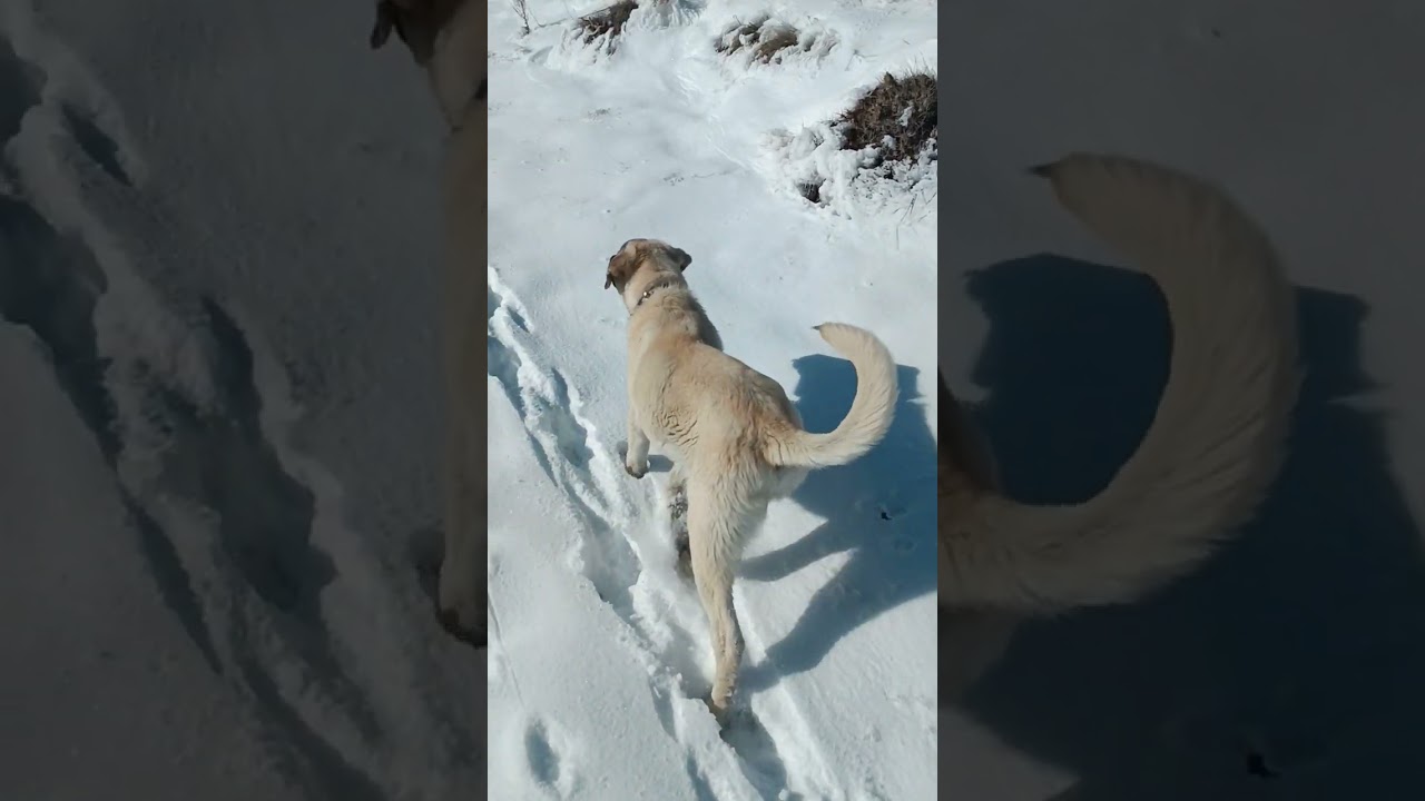 Kangal yavruları ile tavşan izi sürdük Sivas'ta karda guzel bı gezinti oldu iyi seyirler