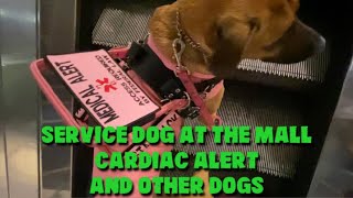 Service Dog At The Mall - Cardiac Alert - Other Dogs?