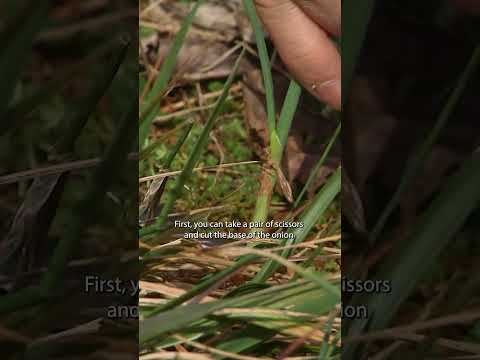 Video: Starostlivosť o cibuľku prairie – pestovanie cibuľky divokej prérie v záhrade