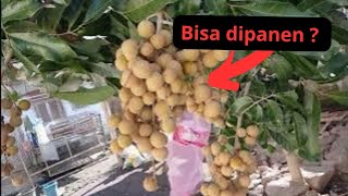 What are the characteristics of longan fruit that is ready to be harvested?