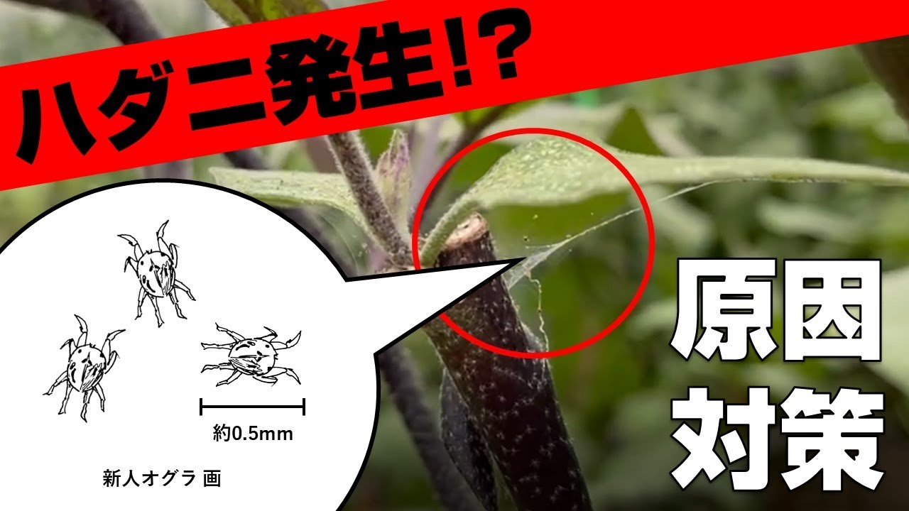 ハダニ発生！原因と対策解説！【株式会社ミズホ】