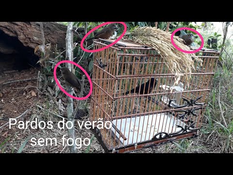 Thumbnail for Os pardos lotaram a gaiola / Inverno tá chegando