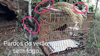 Os pardos lotaram a gaiola / Inverno tá chegando
