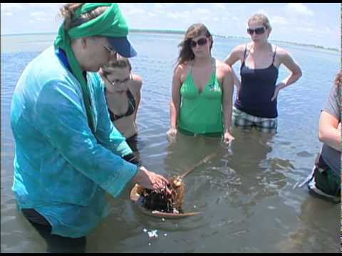 "Discovering the Sea Grass Bed" with Jack & Anne R...