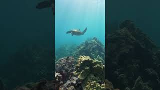 Green Sea Turtle gliding over the reef 🐢🪸