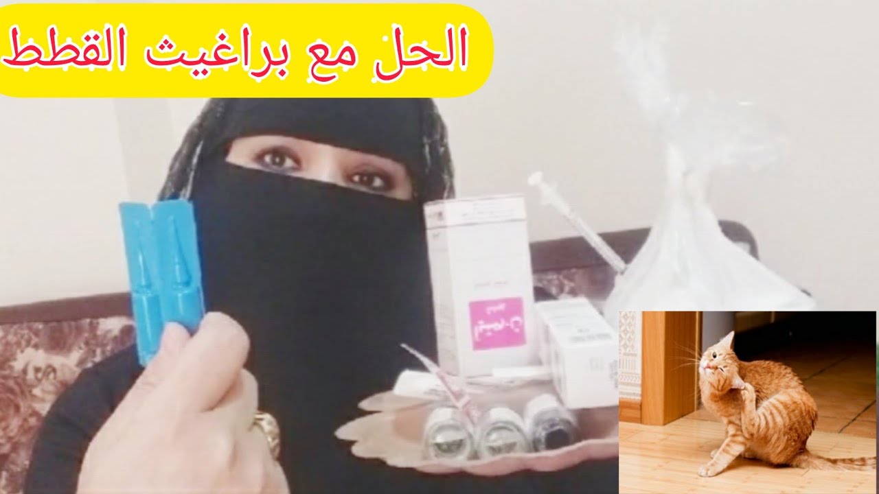 الحل  النهائى للقضاء على براغيث القطط