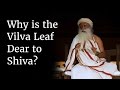 Why is the Vilva Leaf Dear to Shiva? | Sadhguru